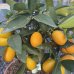 Kumquat ´Fortunella margarita´ - výška 25-30 cm, kont. C3.5L - Bonsaj